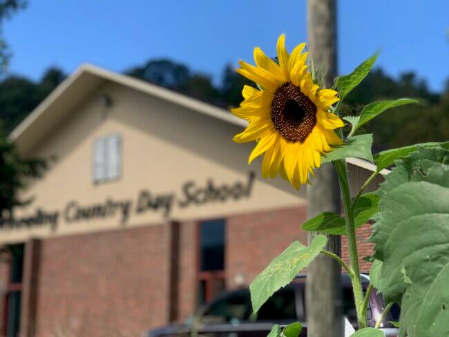 sunflower-wheeling-country-day-school